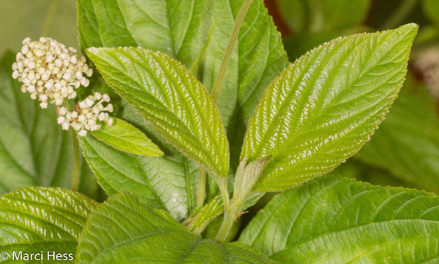 Ceanothus americanus image