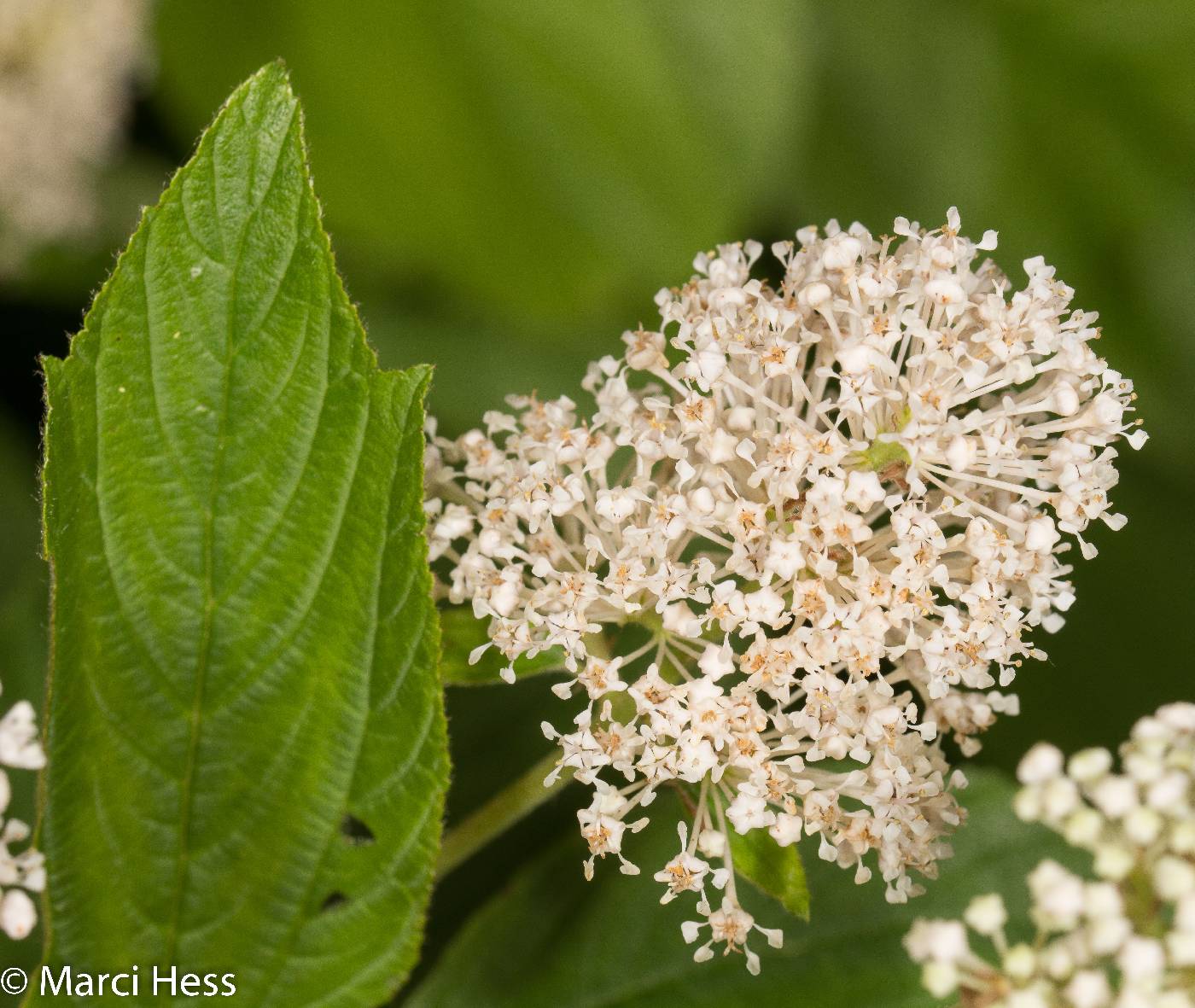 Ceanothus americanus image