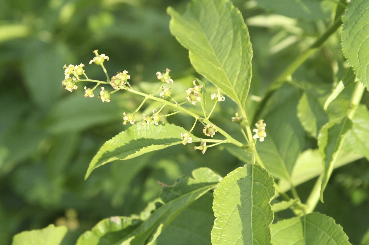 Celastrus scandens image