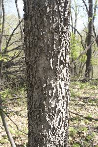 Celtis occidentalis image