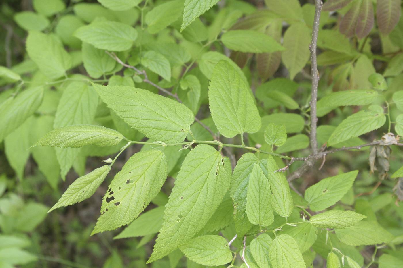 Celtis image