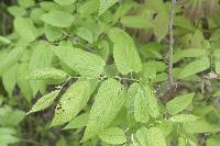 Celtis occidentalis image