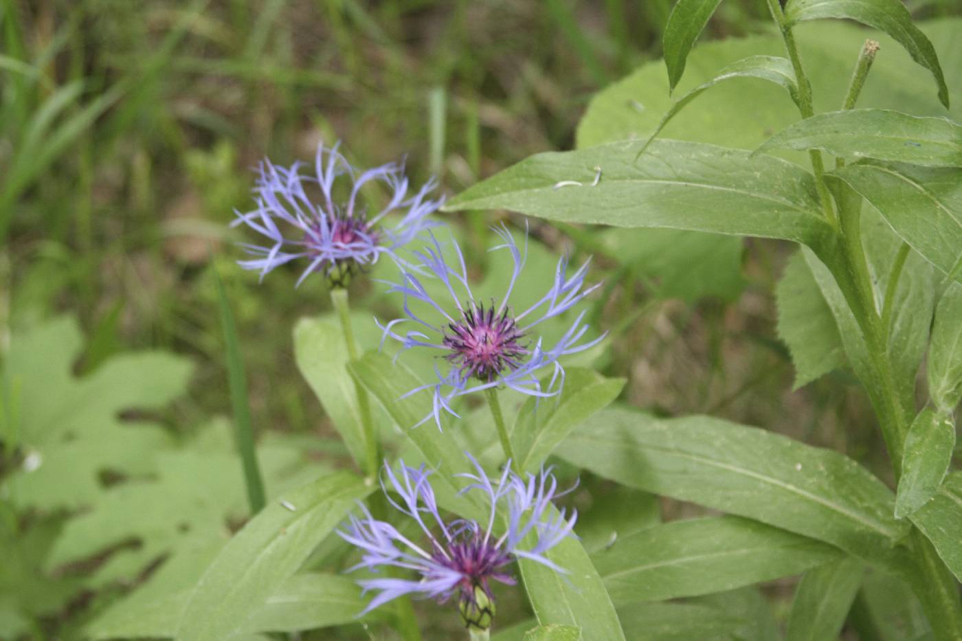 Centaurea montana image