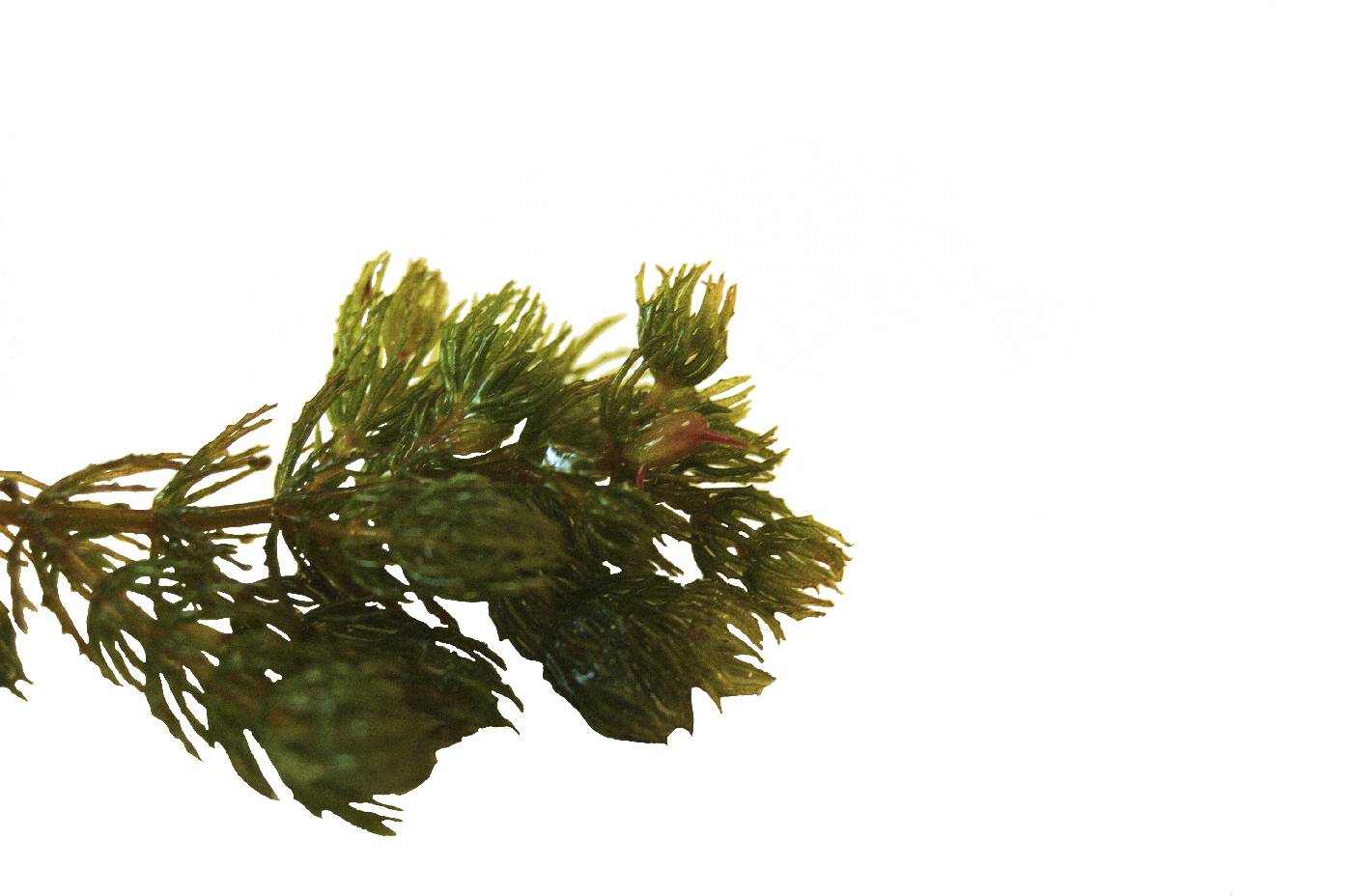 Ceratophyllum demersum image
