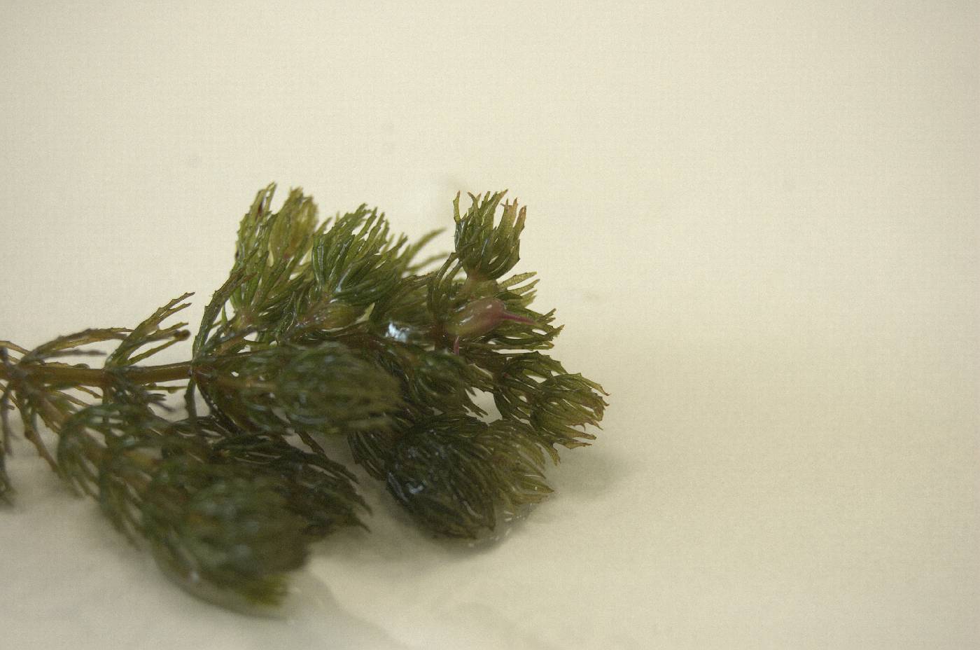 Ceratophyllum demersum image