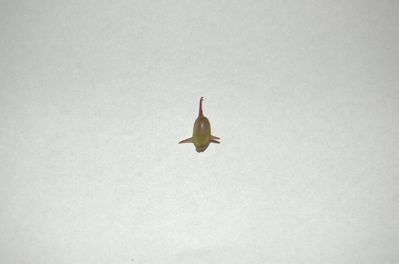 Ceratophyllum demersum image