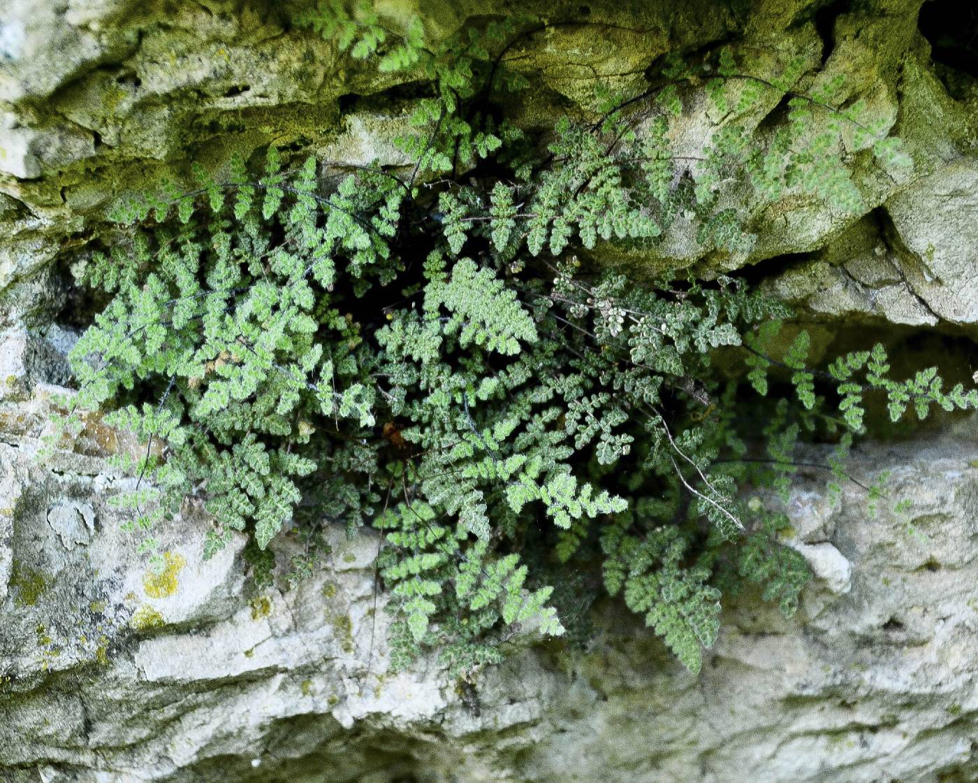 Cheilanthes feei image