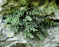 Cheilanthes feei image