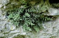 Cheilanthes feei image