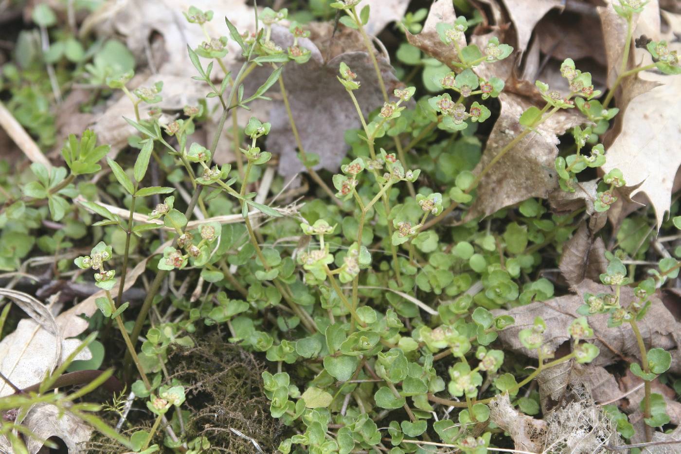 Chrysosplenium americanum image