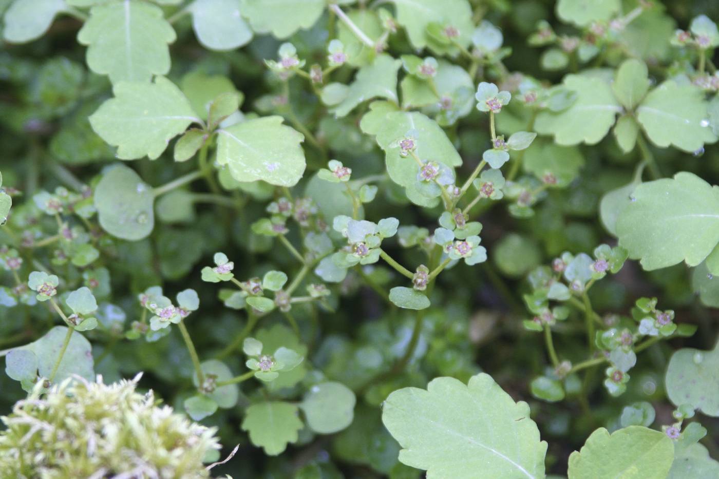 Chrysosplenium americanum image