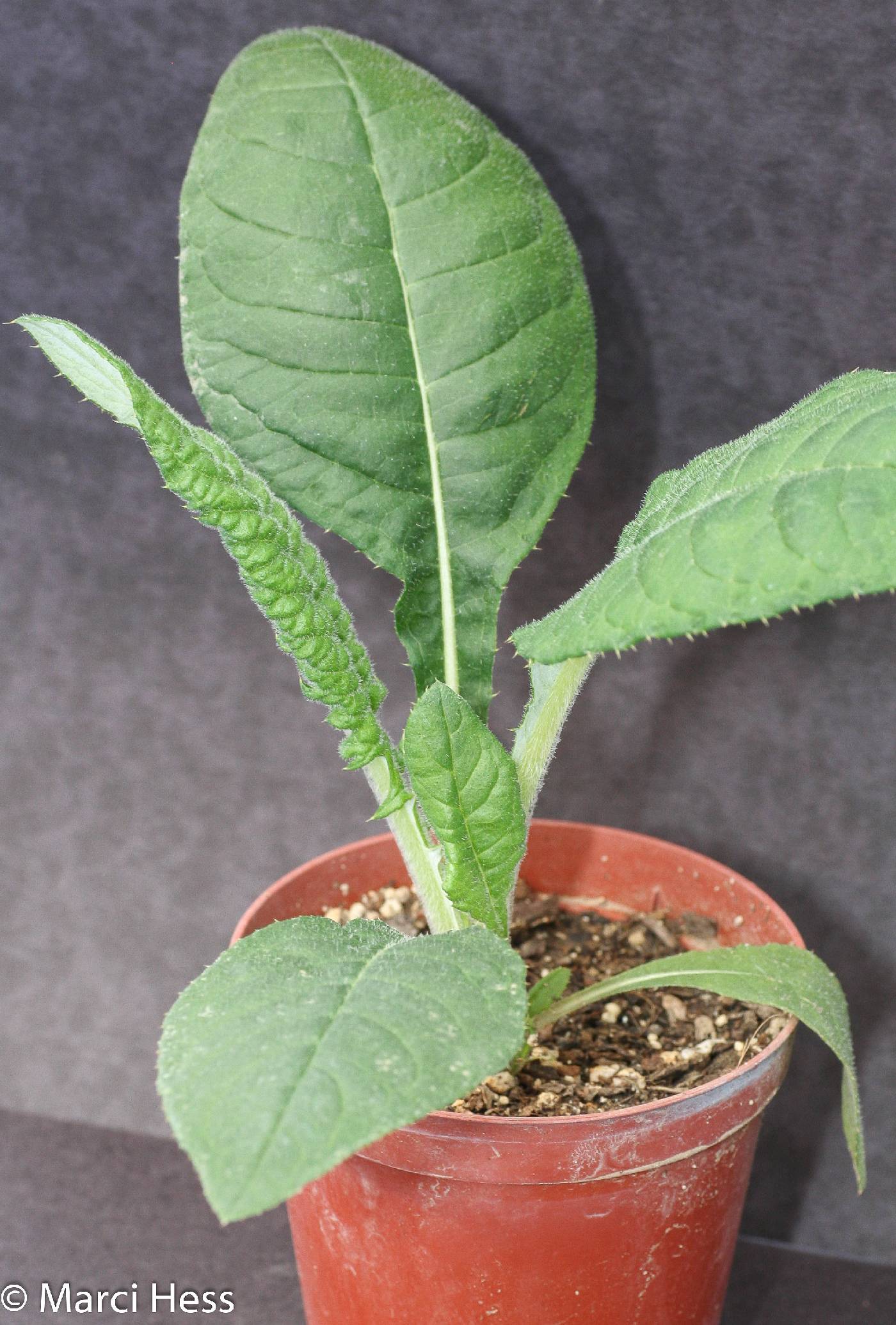 Cirsium altissimum image