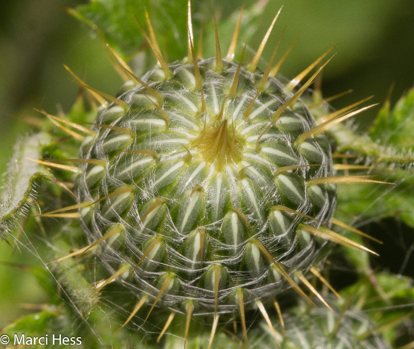 Cirsium altissimum image