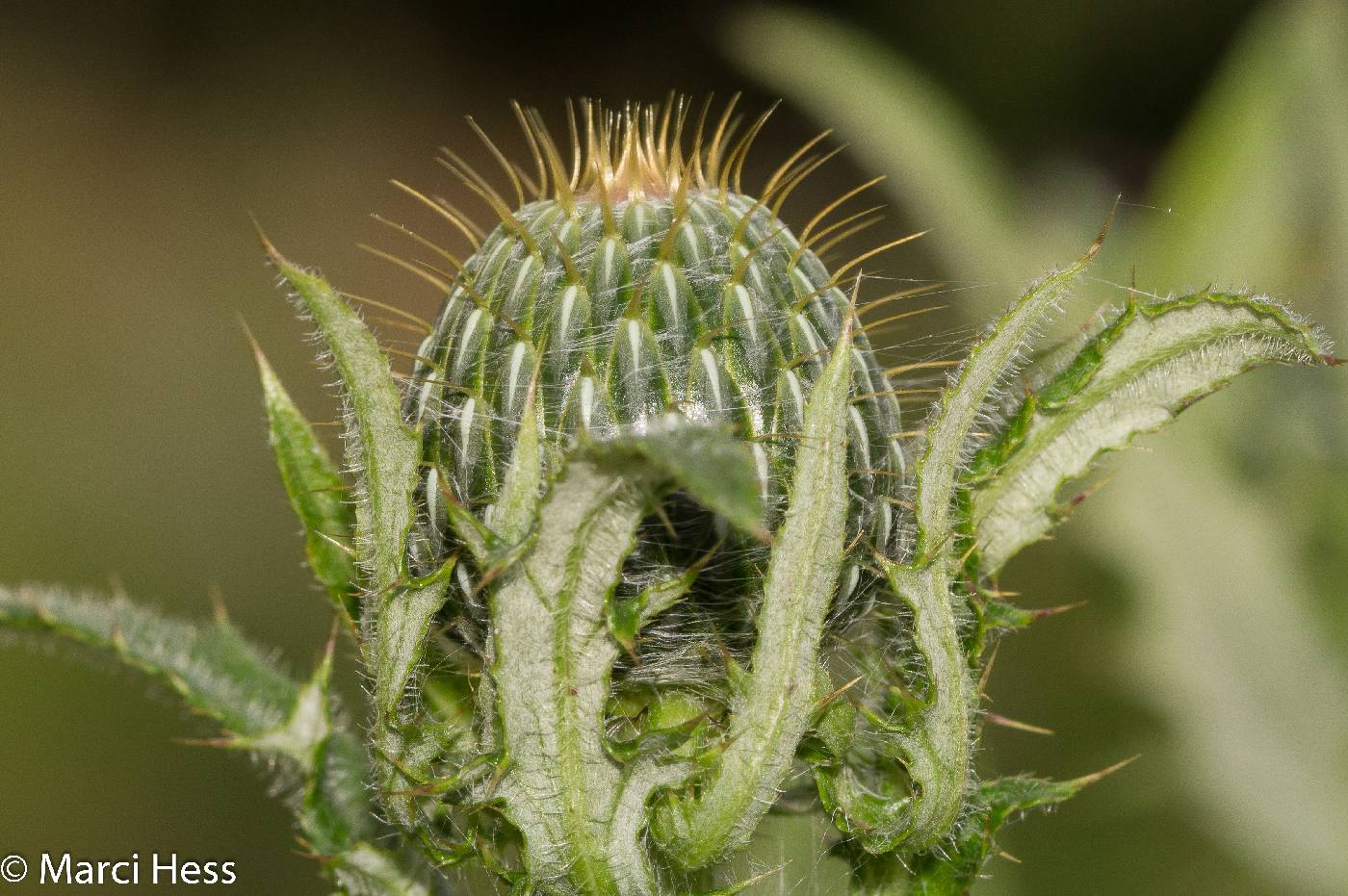 Cirsium altissimum image