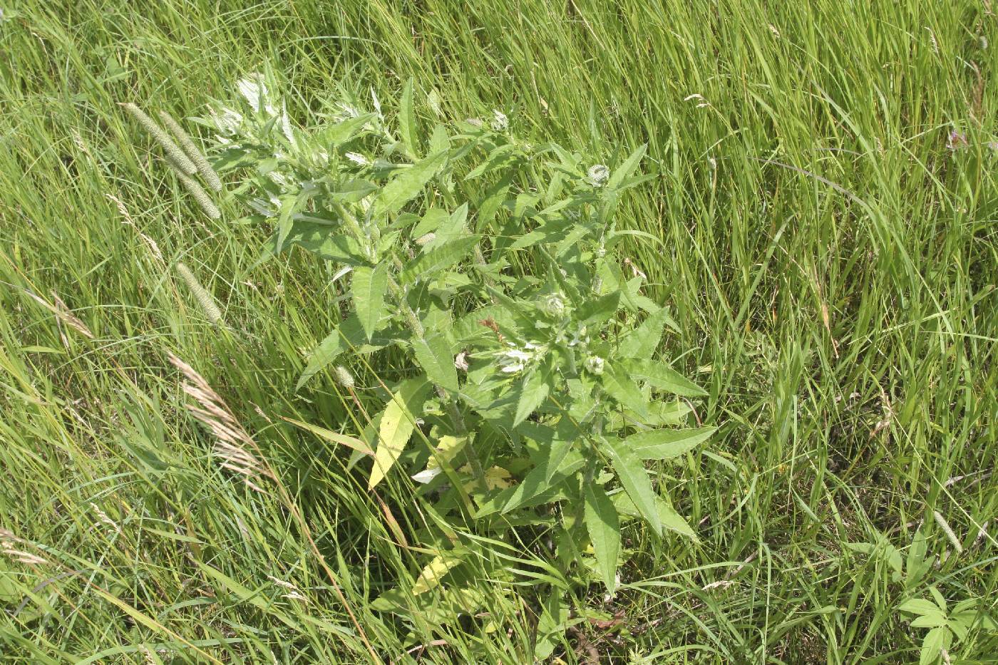 Cirsium altissimum image
