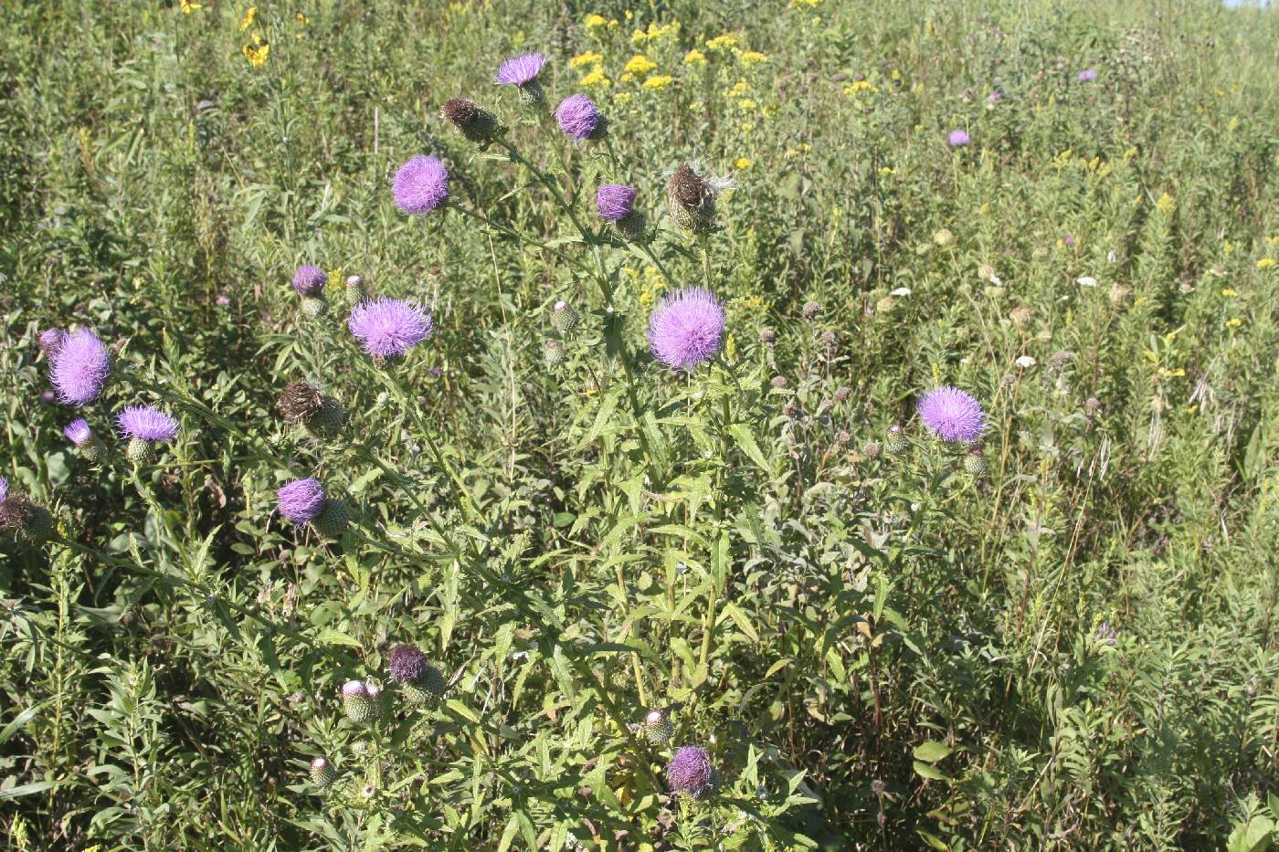 Cirsium altissimum image