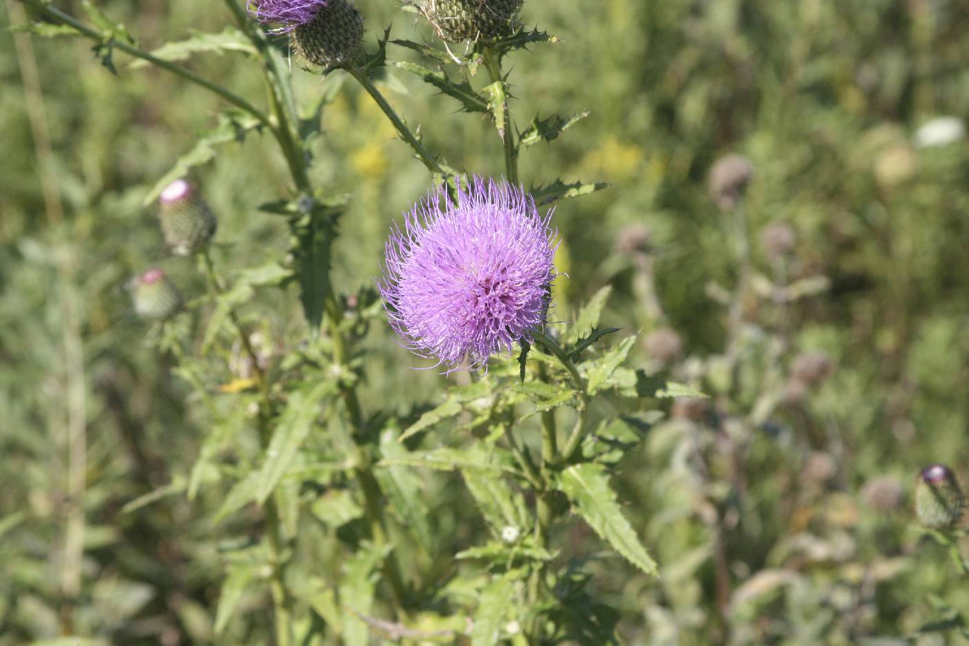 Cirsium altissimum image
