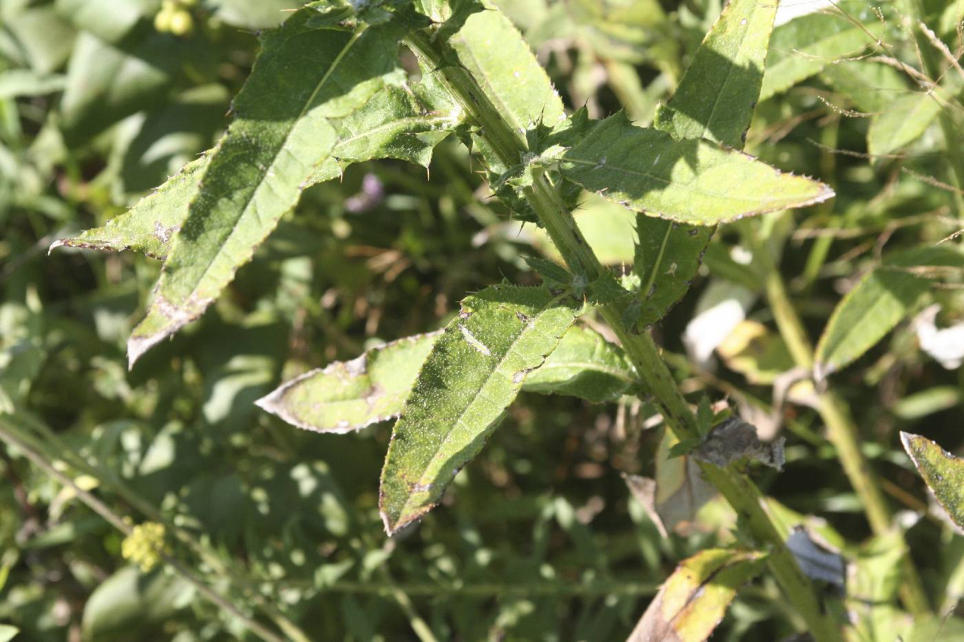 Cirsium altissimum image