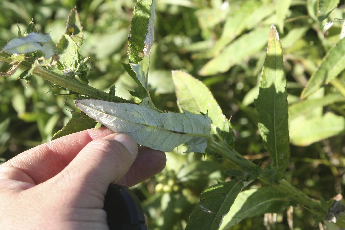 Cirsium altissimum image