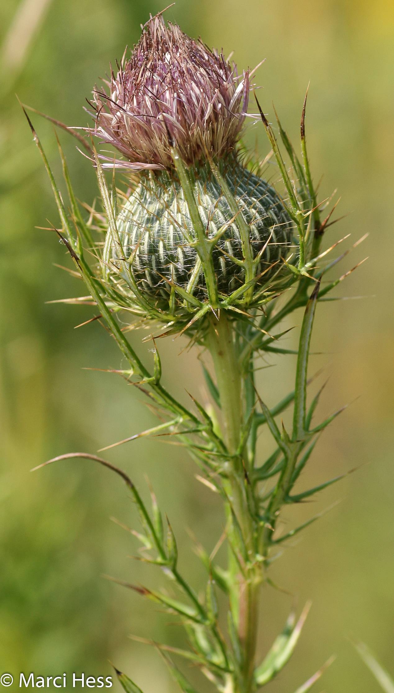 Cirsium discolor image