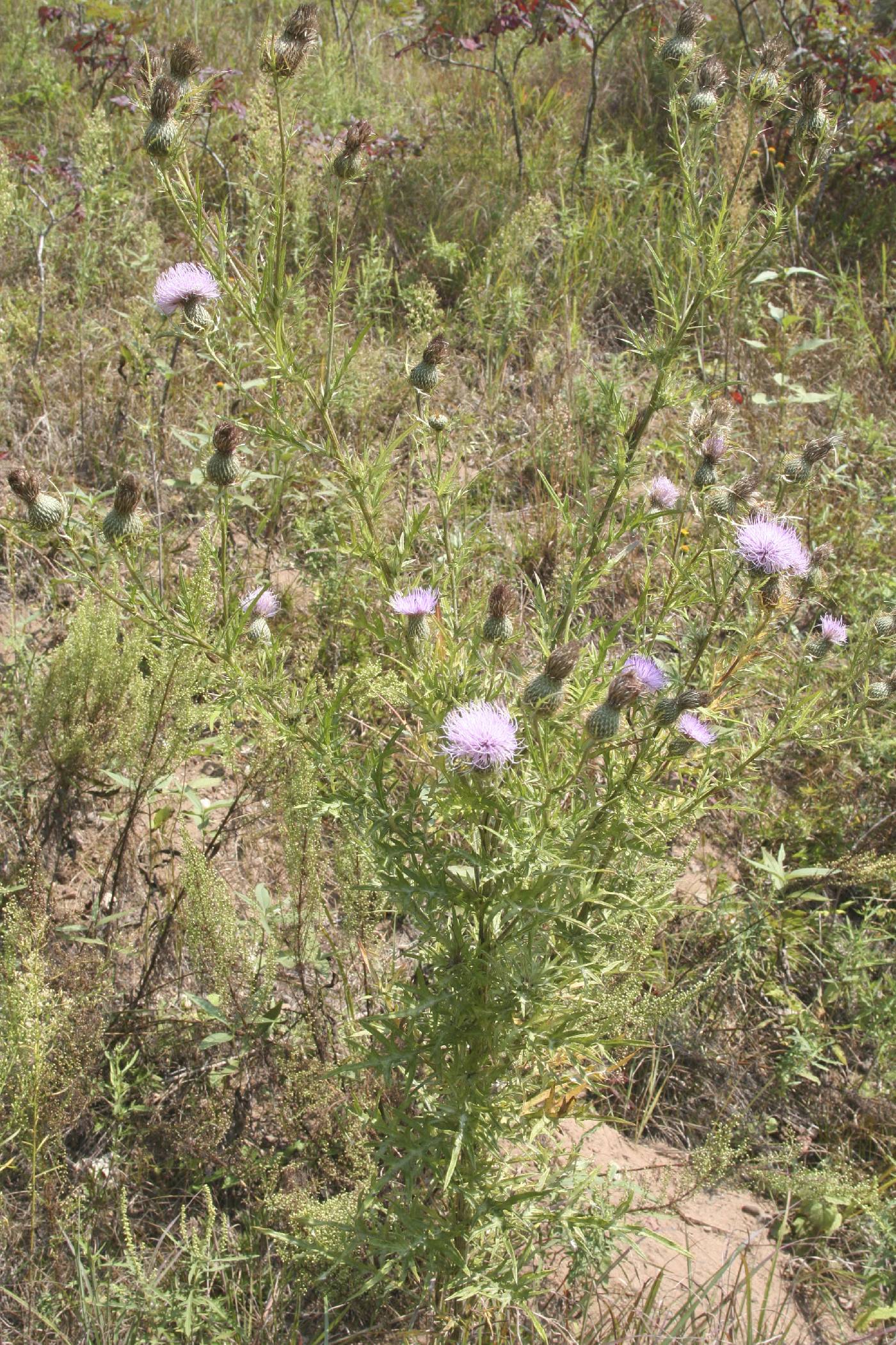 Cirsium discolor image