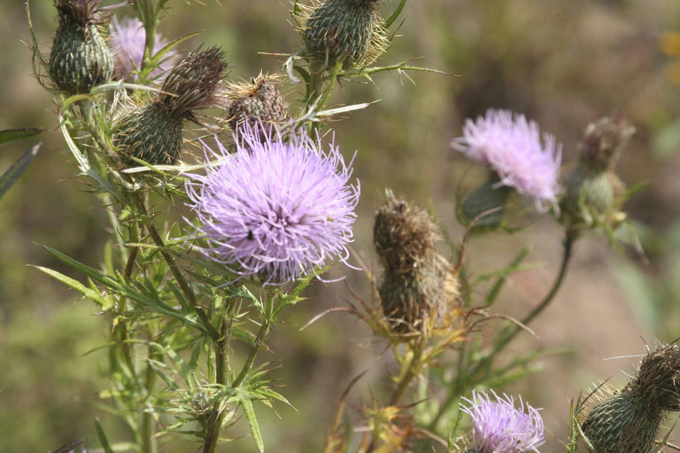 Cirsium discolor image