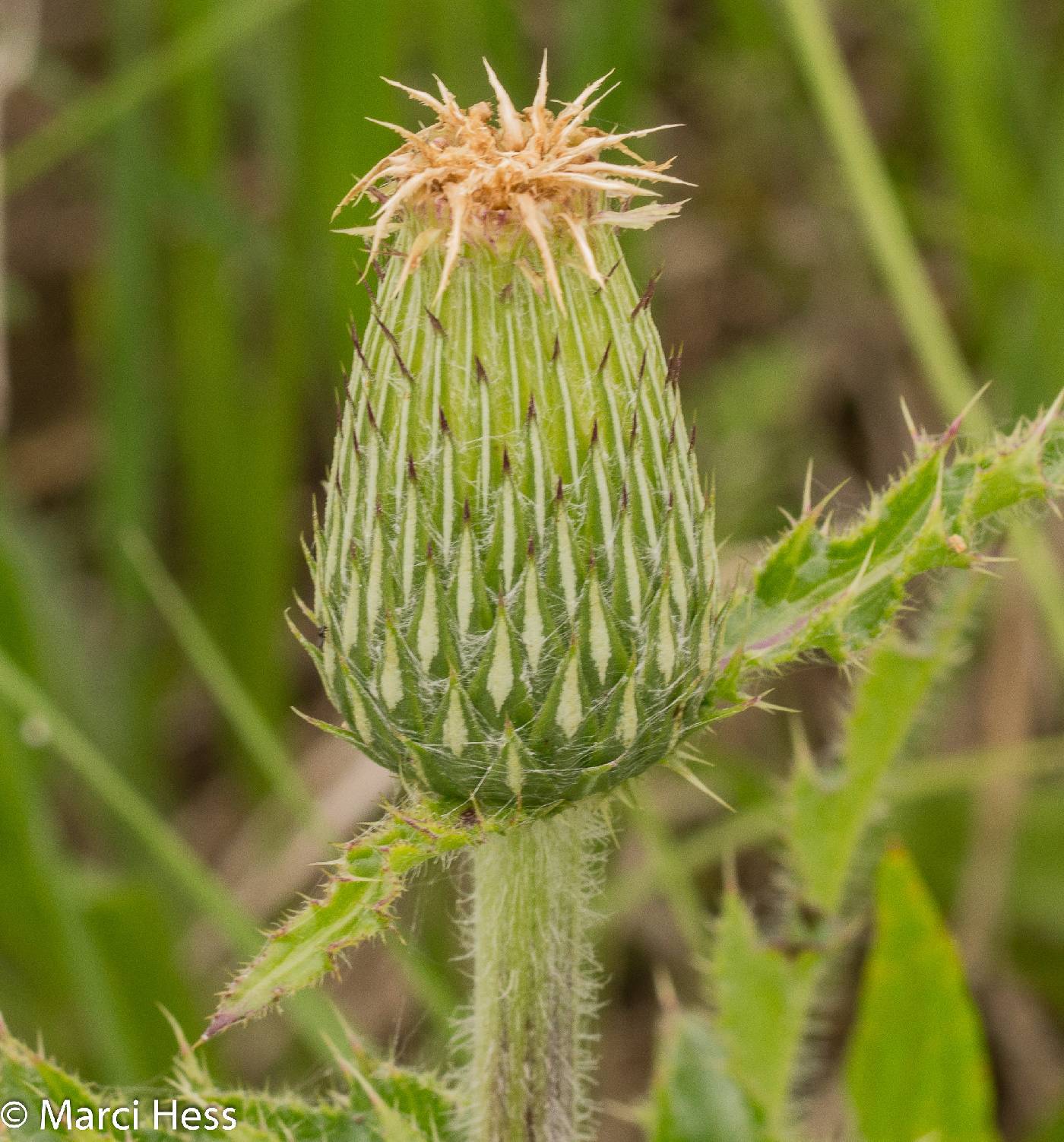 Cirsium pumilum image