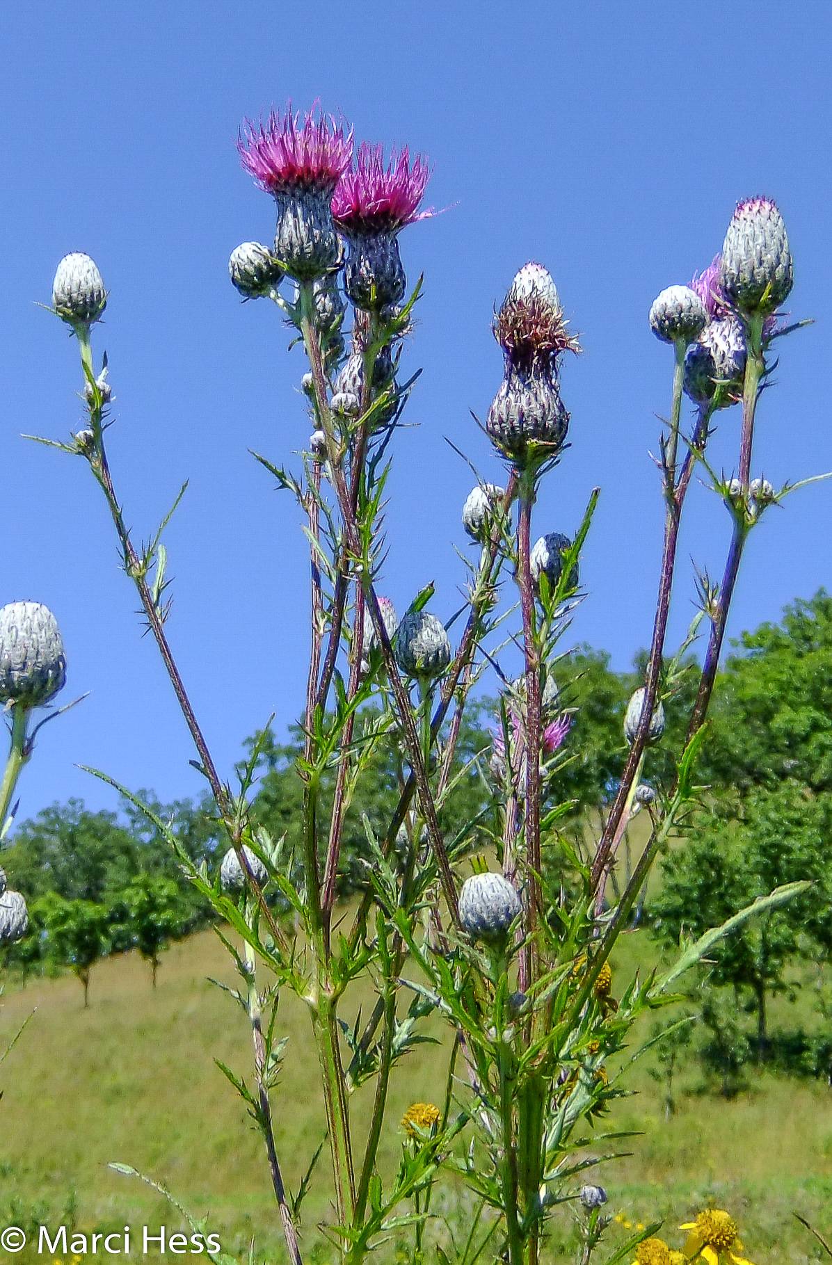 Cirsium muticum image