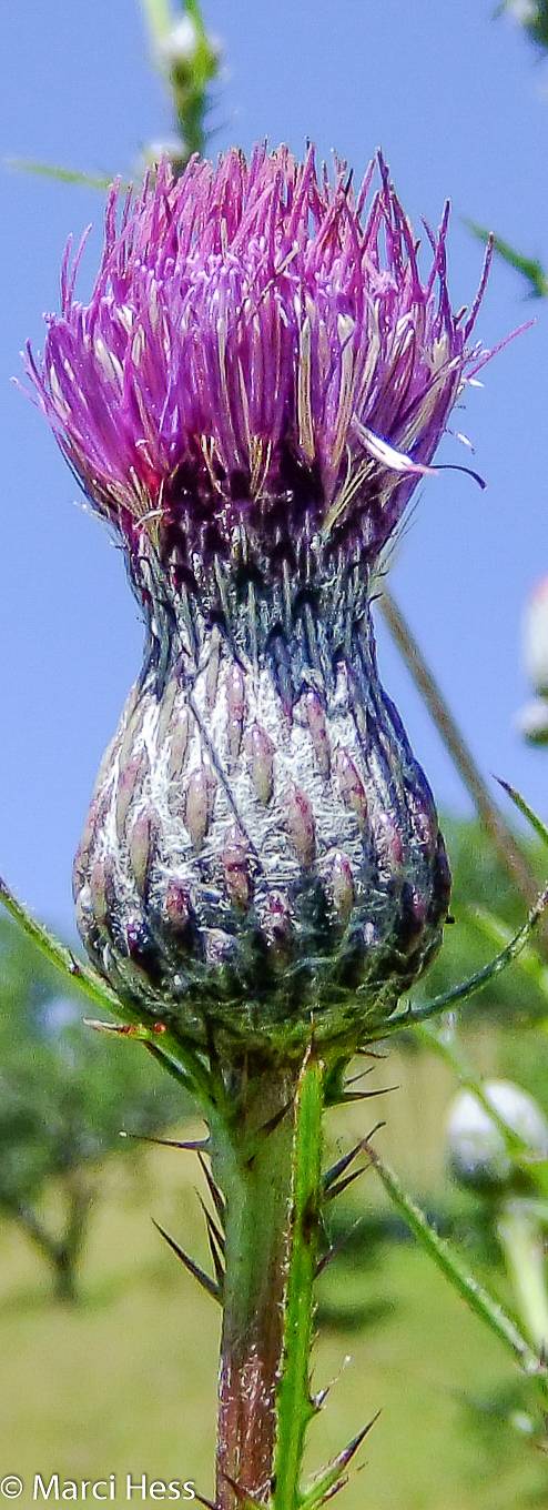 Cirsium muticum image