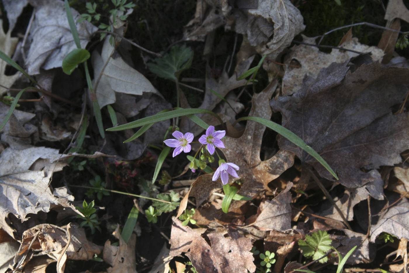 Claytonia virginica image