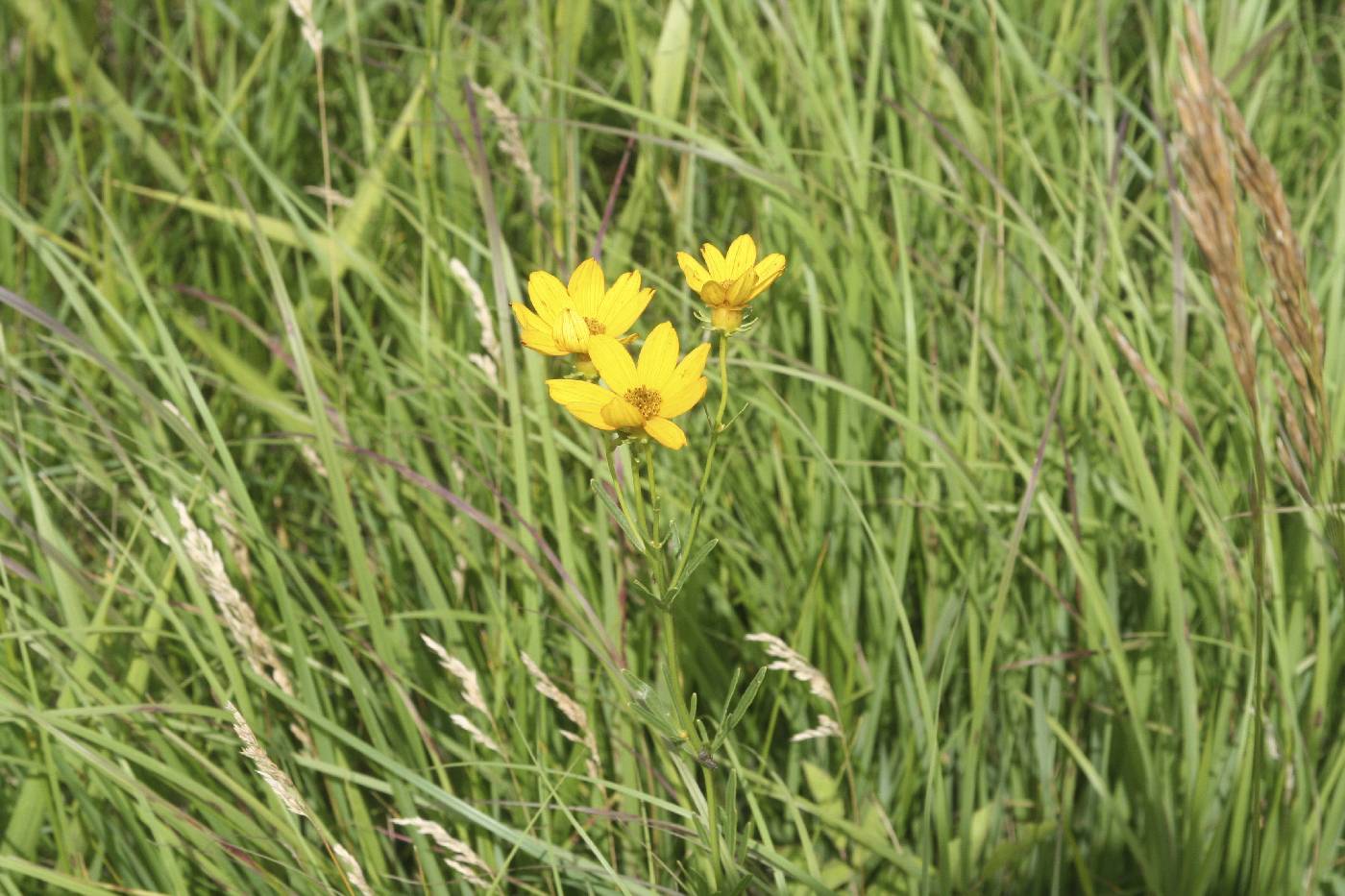 Coreopsis palmata image