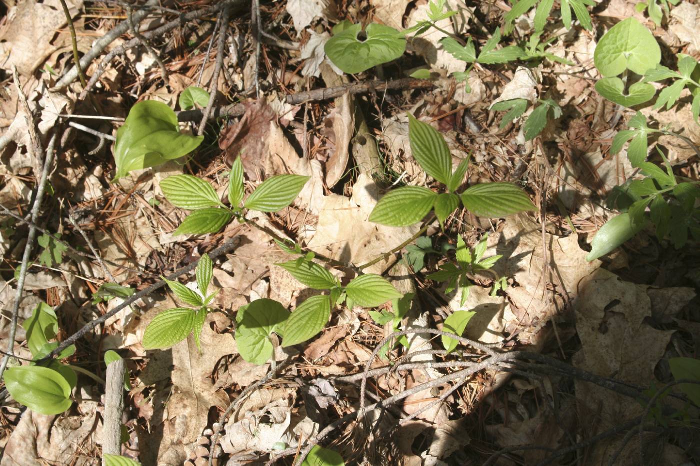 Cornus alternifolia image