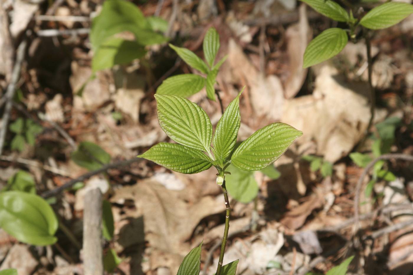 Cornus alternifolia image