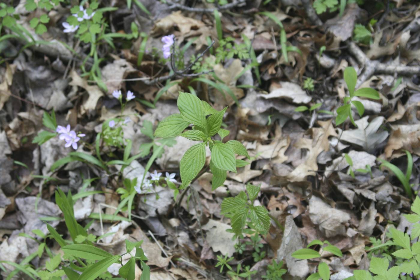 Cornus alternifolia image