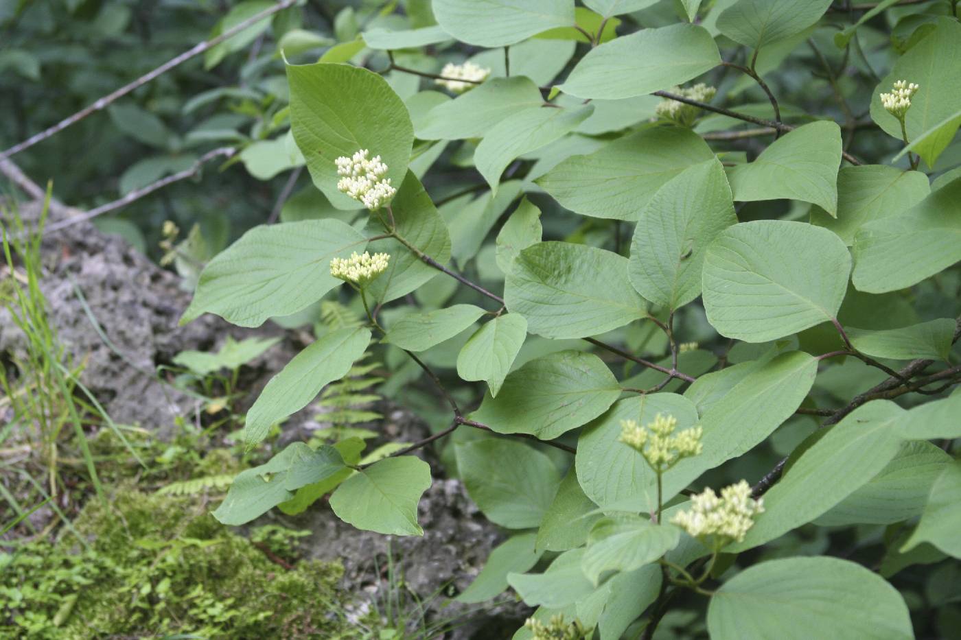Cornus rugosa image