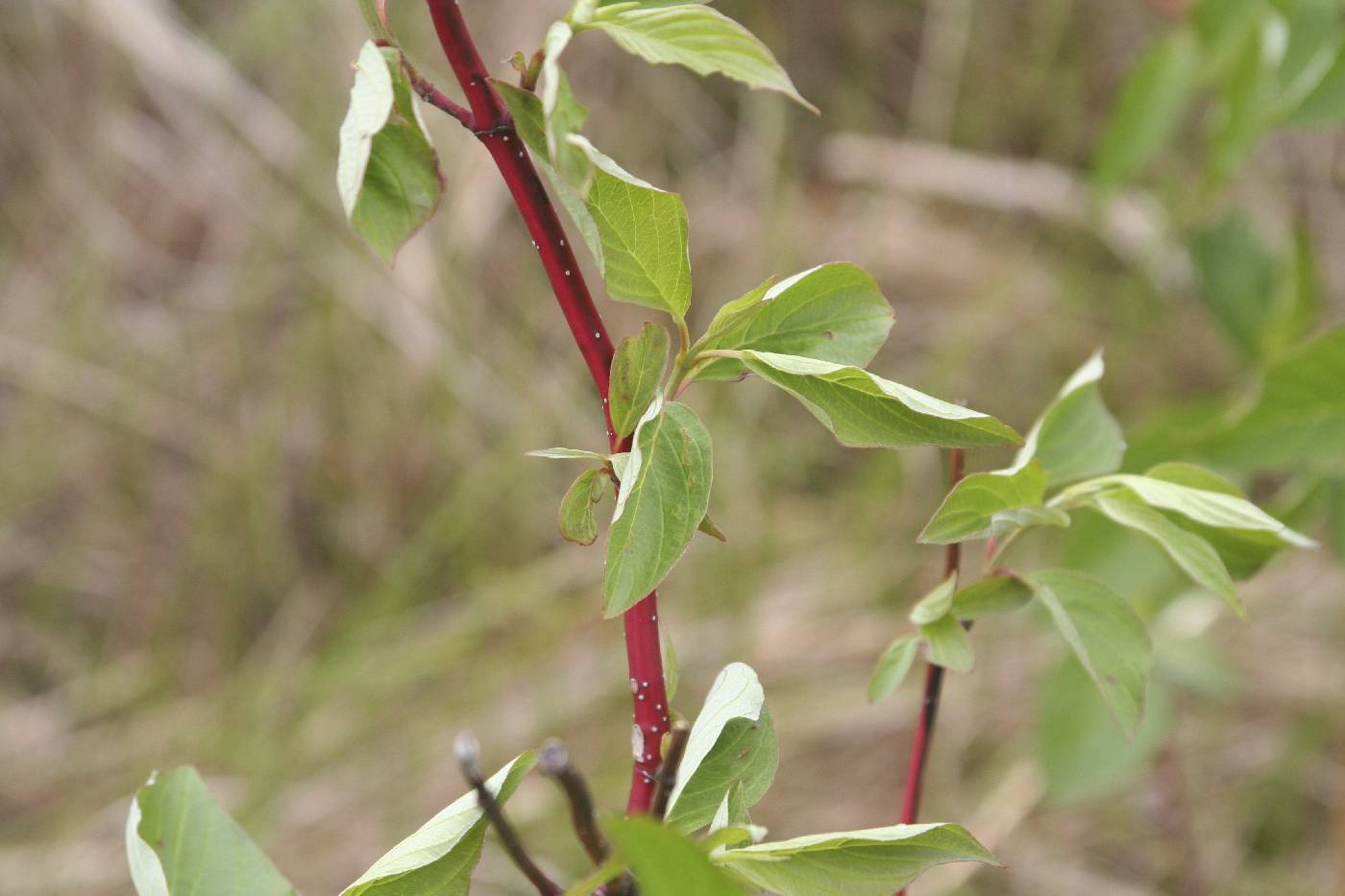 Cornus sericea image