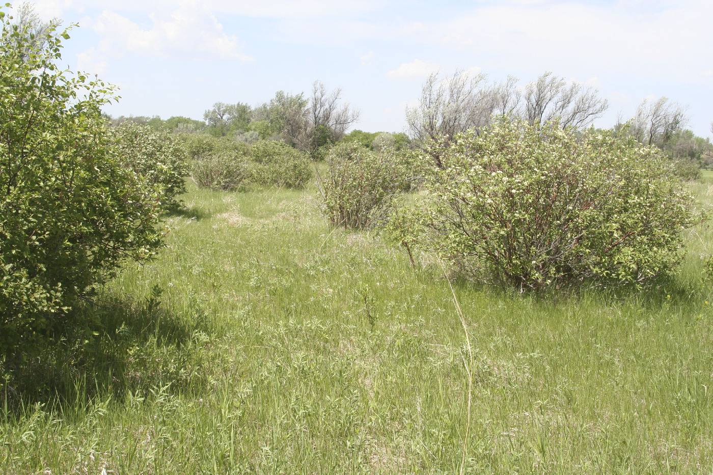 Cornus sericea image