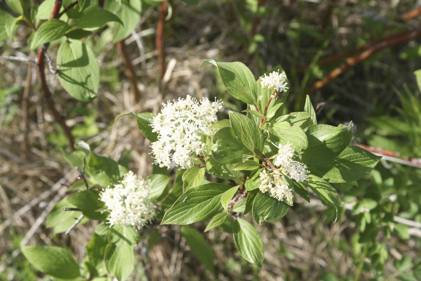 Cornus sericea image