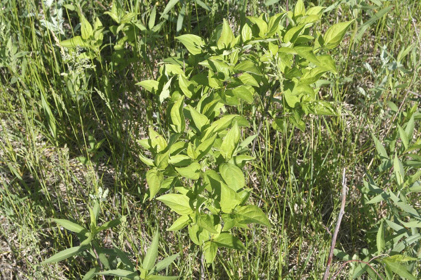 Cornus sericea image