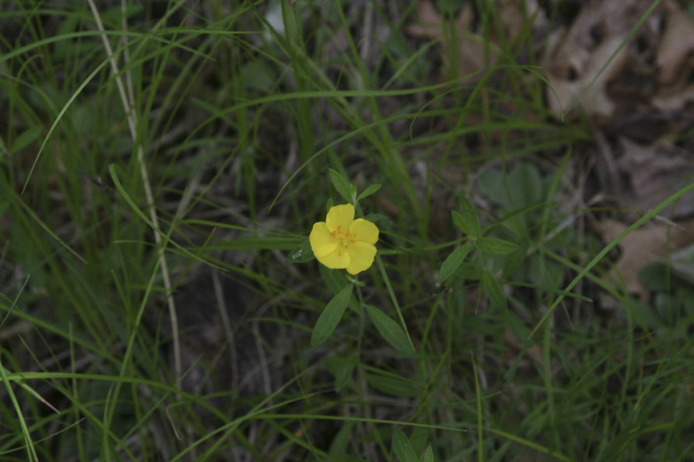 Crocanthemum canadense image