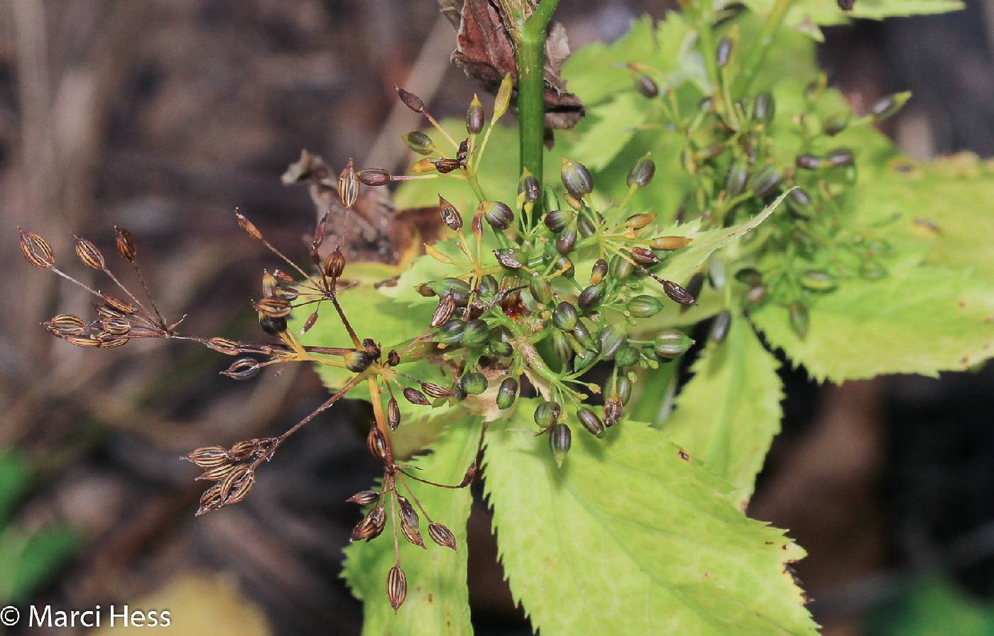 Cryptotaenia canadensis image