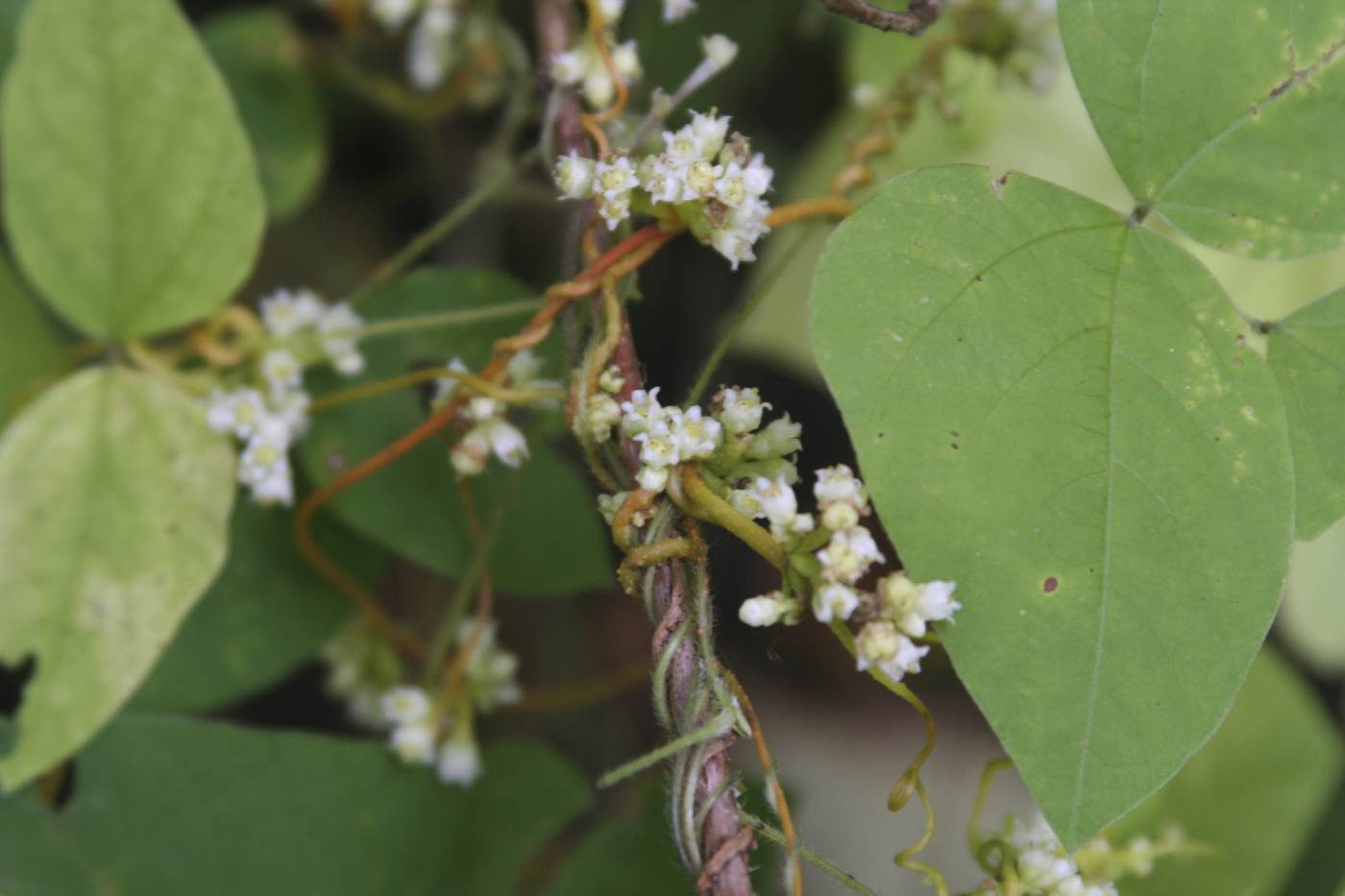 Cuscuta gronovii image
