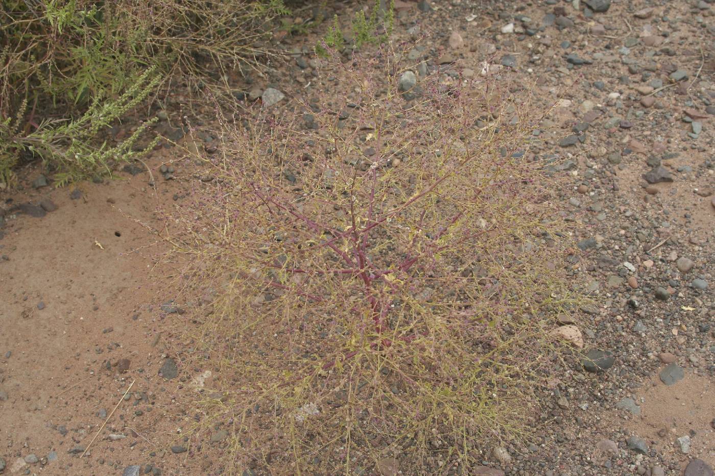 Cycloloma atriplicifolium image