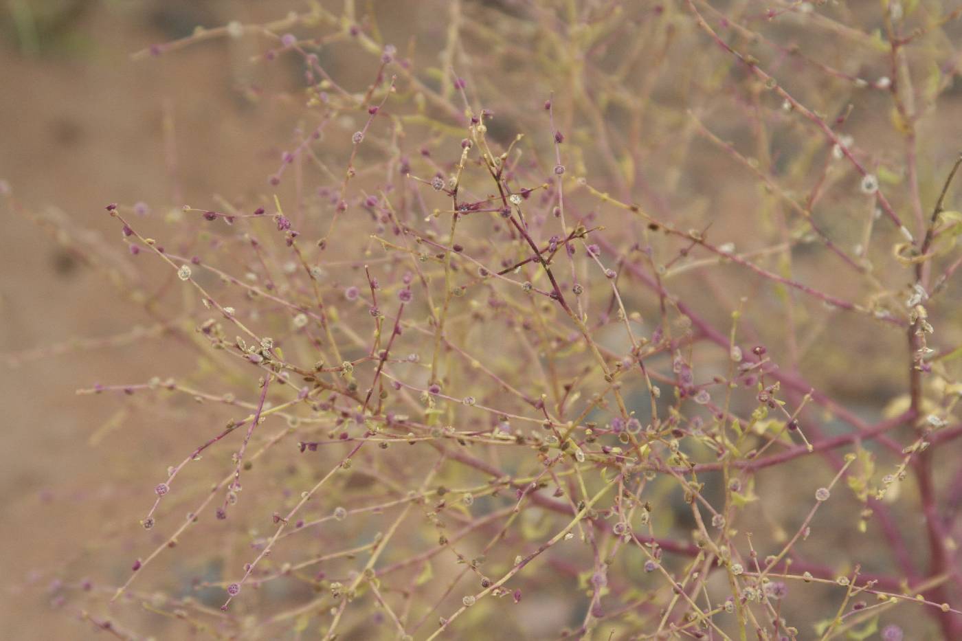 Cycloloma atriplicifolium image