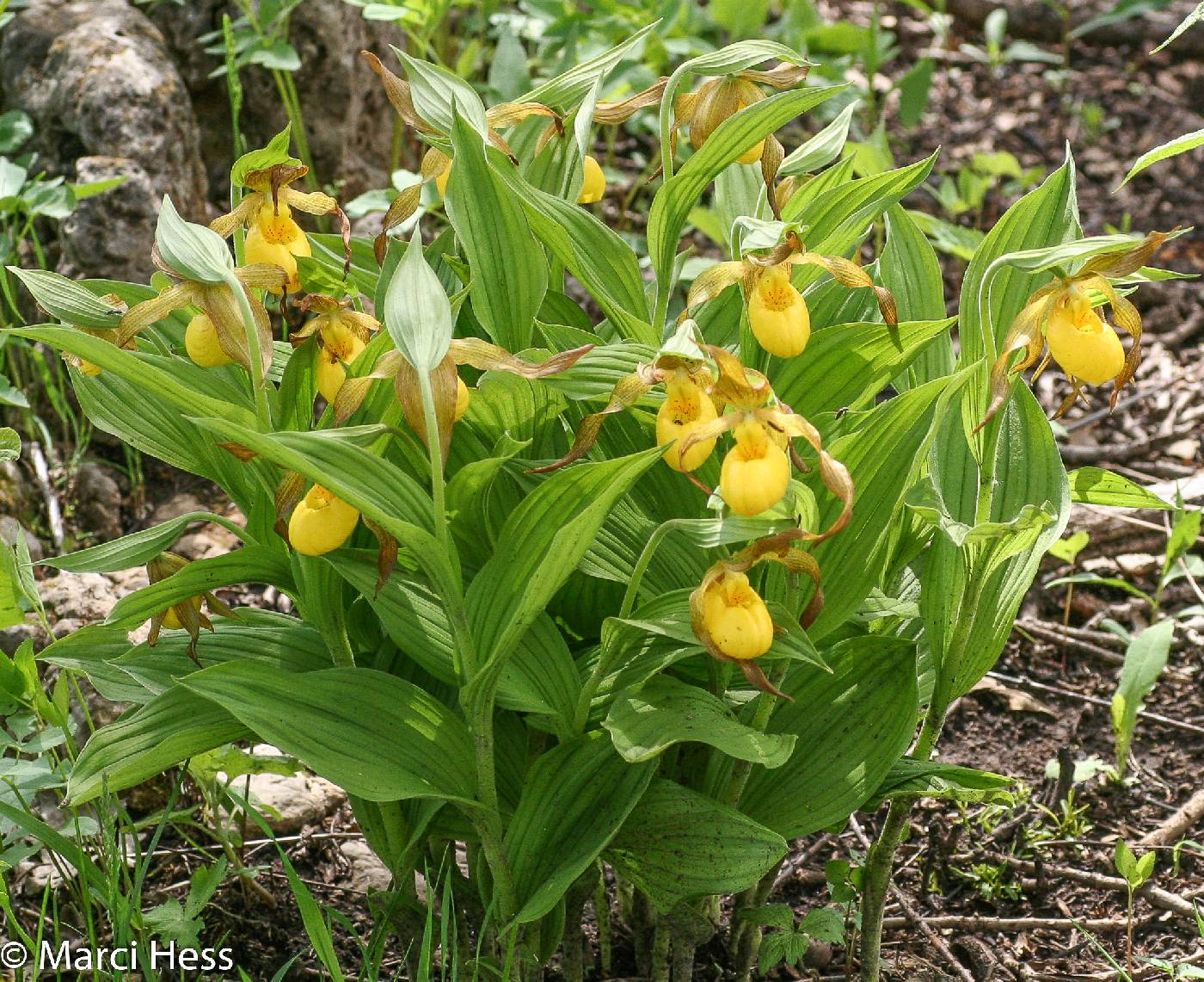 Cypripedium parviflorum image