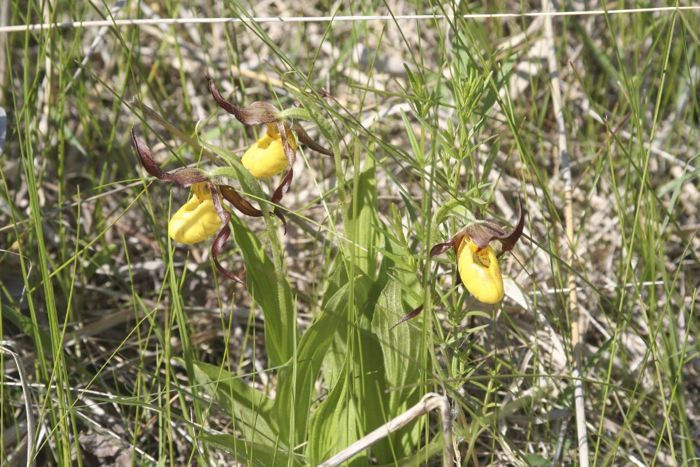 Cypripedium parviflorum image