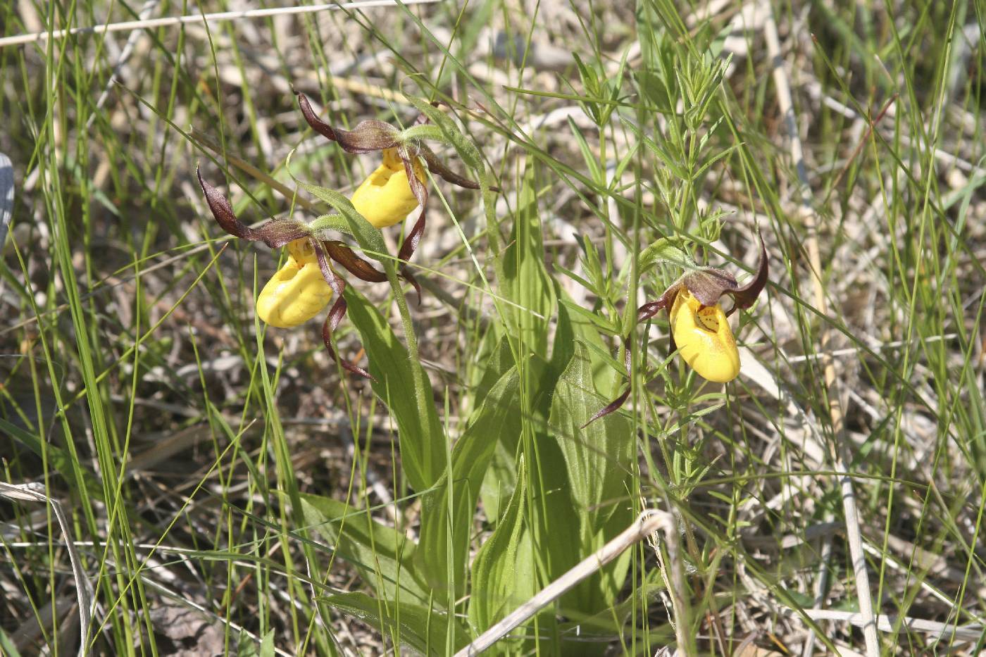 Cypripedium parviflorum image