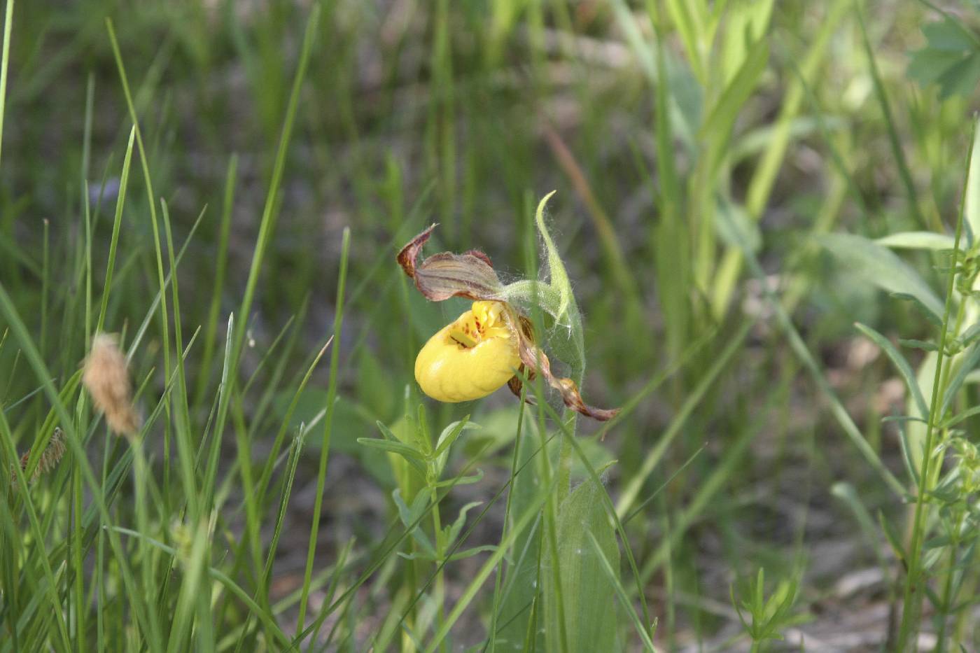 Cypripedium parviflorum image