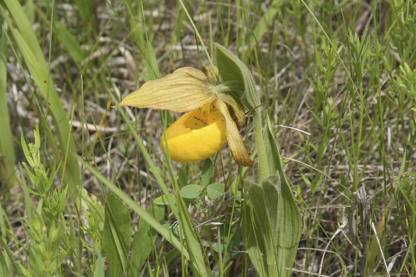 Cypripedium parviflorum image