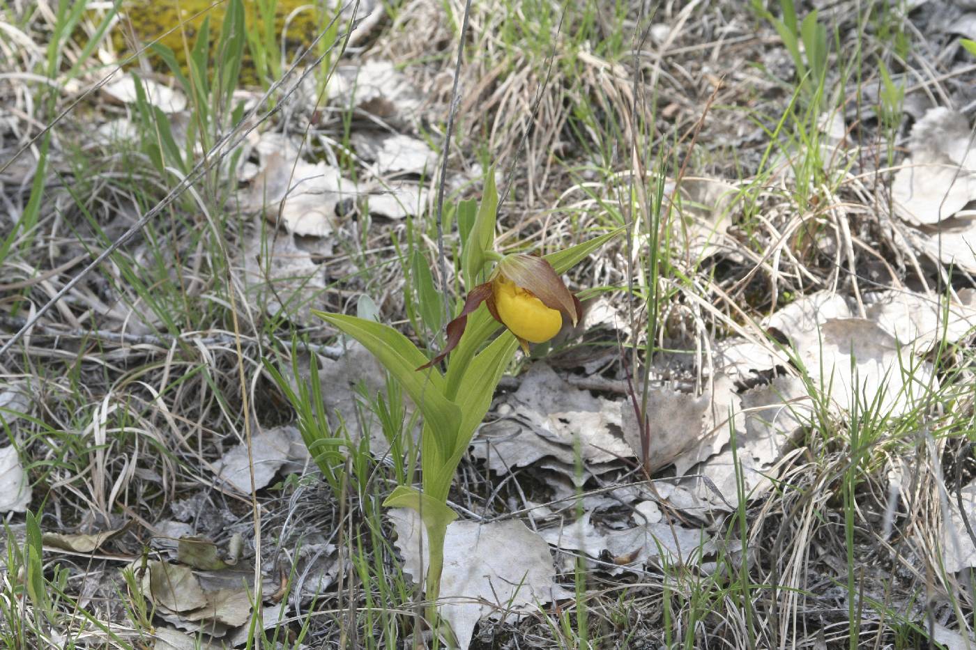 Cypripedium parviflorum image